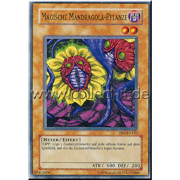 DR1-DE127 Magische Mandragola-Pflanze