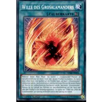 SDSB-DE026 - Wille des Grosalamanders