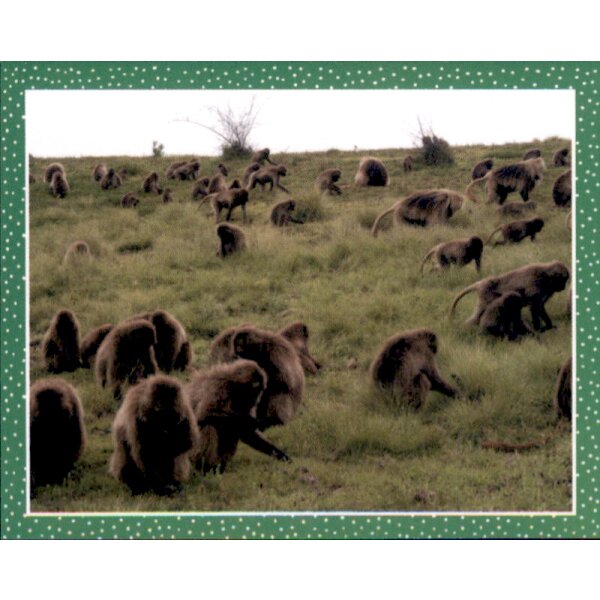 Sticker 7 - National Geographic - Wilde Tiere