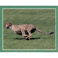 Sticker 10 - National Geographic - Wilde Tiere