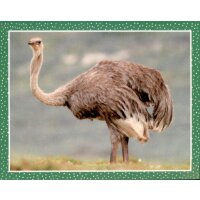 Sticker 17 - National Geographic - Wilde Tiere