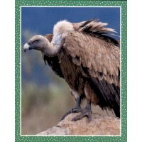 Sticker 23 - National Geographic - Wilde Tiere