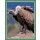 Sticker 23 - National Geographic - Wilde Tiere