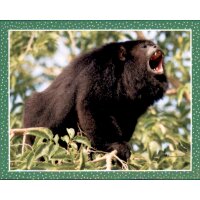 Sticker 118 - National Geographic - Wilde Tiere