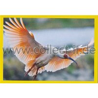 NG-033 - Sticker 033 - Panini National Geographic - Die...