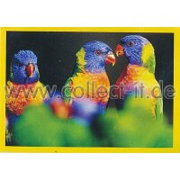 NG-036 - Sticker 036 - Panini National Geographic - Die...