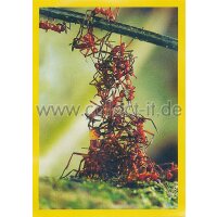 NG-126 - Sticker 126 - Panini National Geographic - Die...