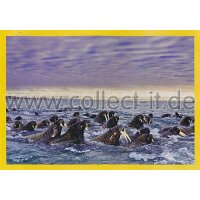 NG-136 - Sticker 136 - Panini National Geographic - Die...