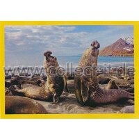 NG-137 - Sticker 137 - Panini National Geographic - Die...