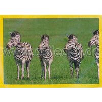 NG-144 - Sticker 144 - Panini National Geographic - Die...