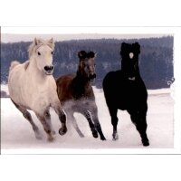 Sticker 25 - Pferde Reise durch die Welt der Farben