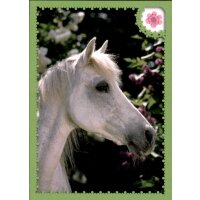 Sticker C26 - Pferde Reise durch die Welt der Farben