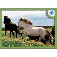 Sticker C31 - Pferde Reise durch die Welt der Farben