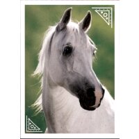 Sticker 29 - Blue Ocean - Horse Club Lieblingspferde