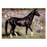 Sticker 36 - Blue Ocean - Horse Club Lieblingspferde