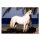 Sticker 44 - Blue Ocean - Horse Club Lieblingspferde