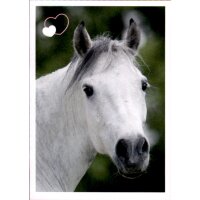 Sticker 45 - Blue Ocean - Horse Club Lieblingspferde