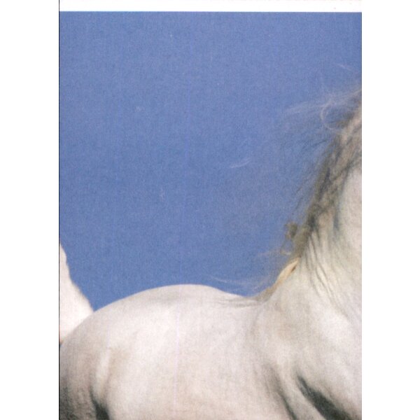 Sticker 69 - Blue Ocean - Horse Club Lieblingspferde