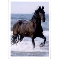 Sticker 87 - Blue Ocean - Horse Club Lieblingspferde