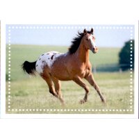 Sticker 107 - Blue Ocean - Horse Club Lieblingspferde