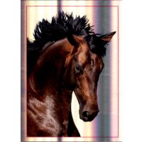 Sticker 116 - Blue Ocean - Horse Club Lieblingspferde