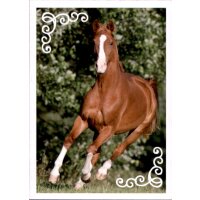 Sticker 121 - Blue Ocean - Horse Club Lieblingspferde