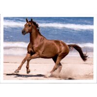 Sticker 124 - Blue Ocean - Horse Club Lieblingspferde