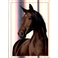 Sticker 128 - Blue Ocean - Horse Club Lieblingspferde