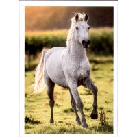 Sticker 134 - Blue Ocean - Horse Club Lieblingspferde