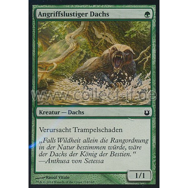 118 Angriffslustiger Dachs